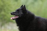 SCHIPPERKE 548